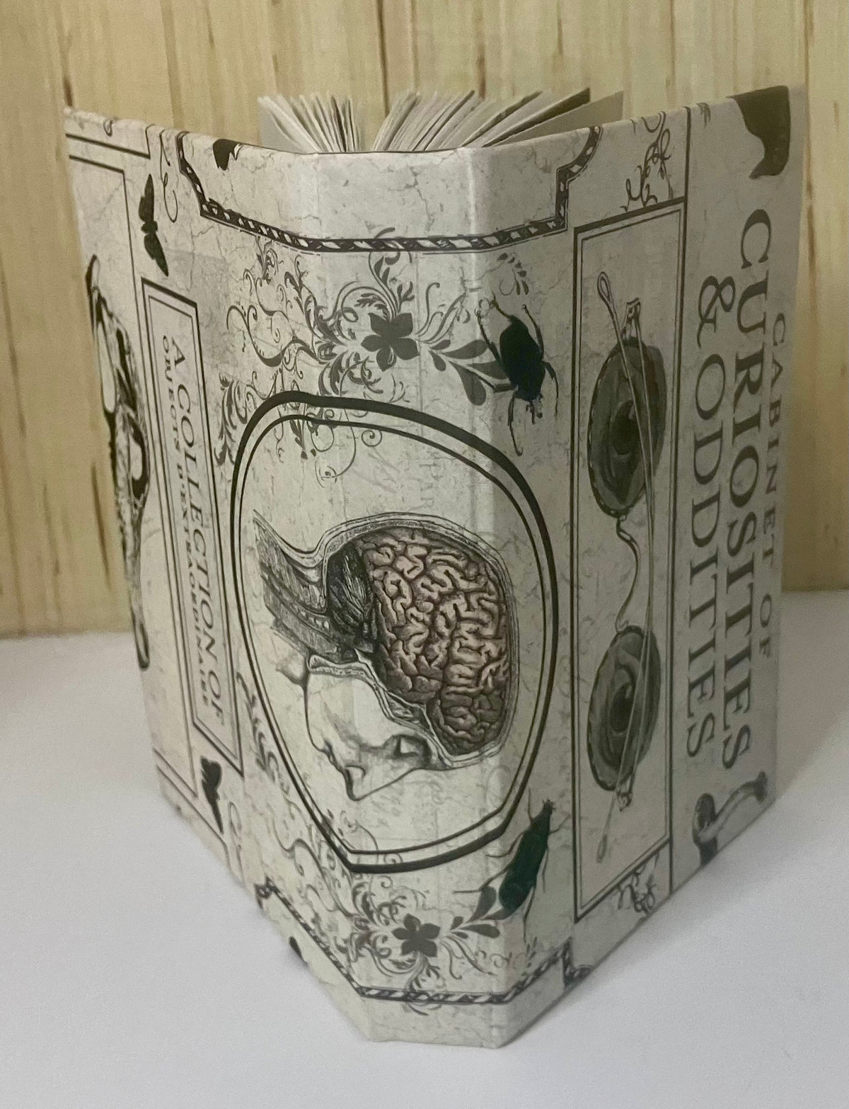 Curiosities and Oddities journal cover with anatomical brain illustration