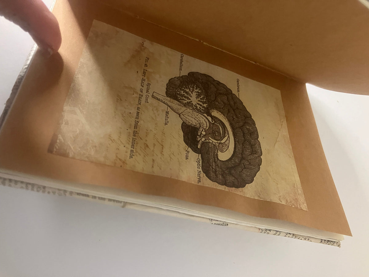 Anatomical brain illustration on an amber-toned page inside the journal